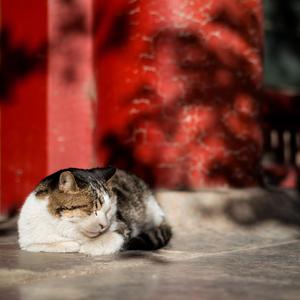 巨大乳房挤奶护士
